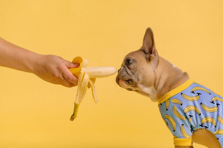 Vad får hunden inte äta? 15 saker som är giftiga för hunden