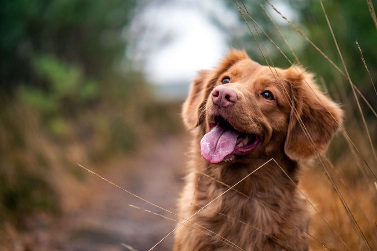 Varför hickar hunden?