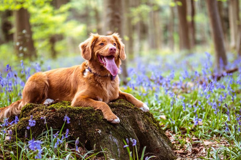 Bäst i test: naturliga och effektiva fästingmedel till hund