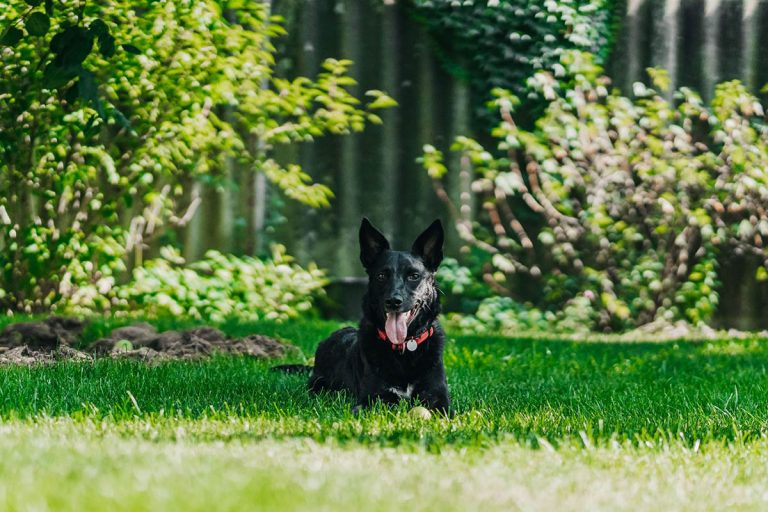 Varför äter hunden gräs?