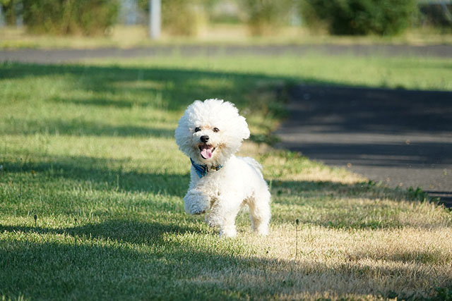 Bichon frise springer på gräsmatta