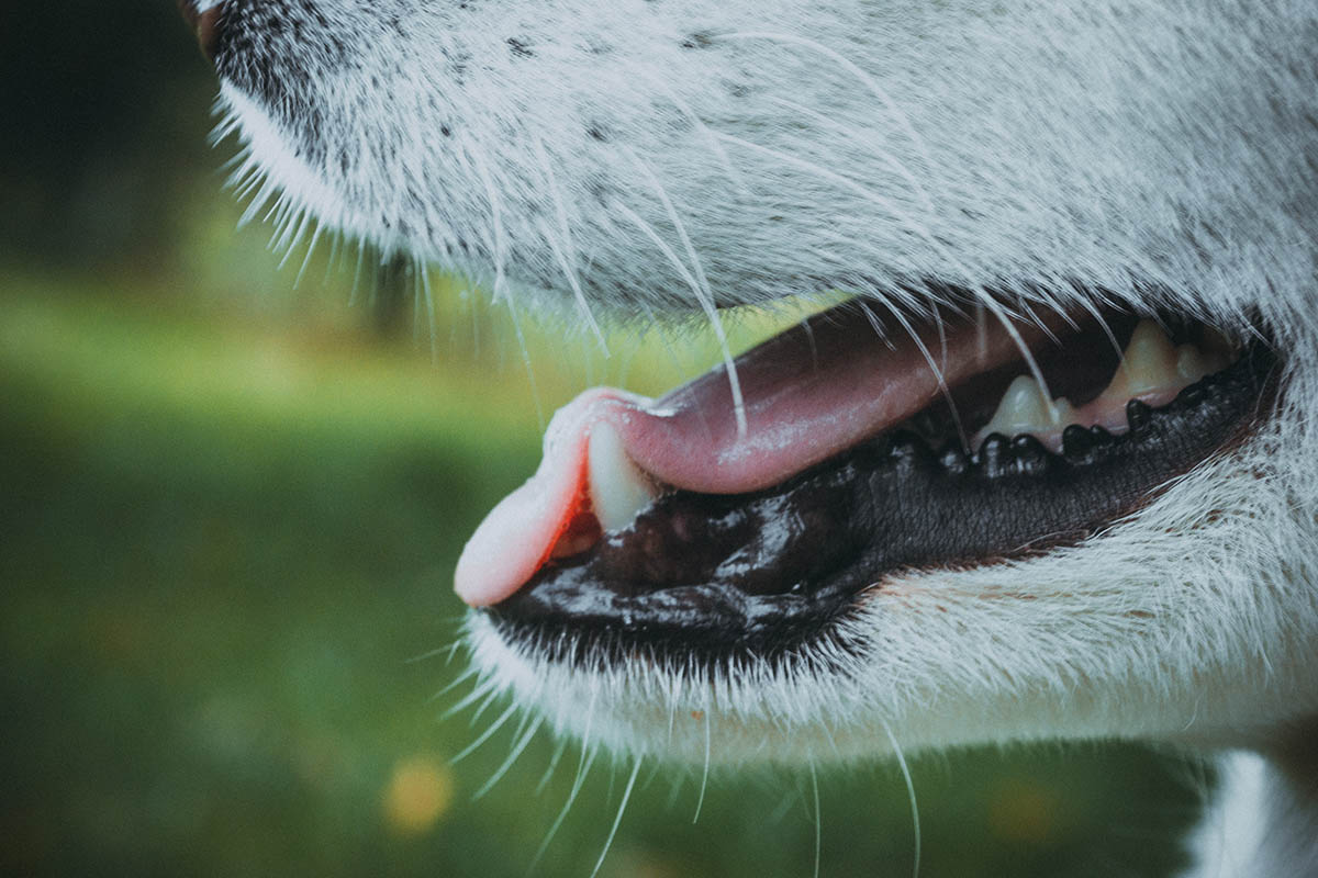 Tandsten på hund