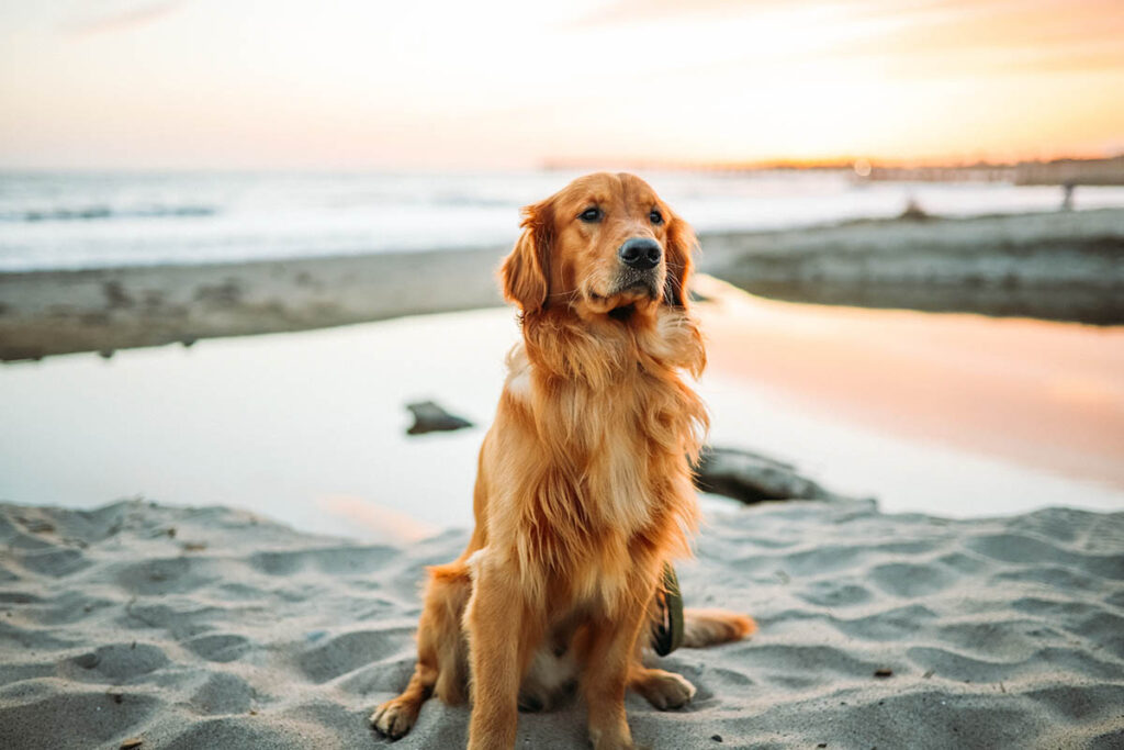 Golden retriever