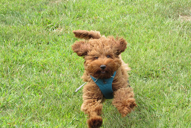 Labradoodle som springer på gräsmatta