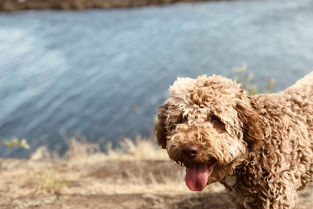 Lagotto ramognolo vid sjö