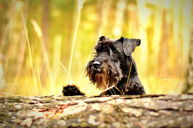 Svart schnauzer 