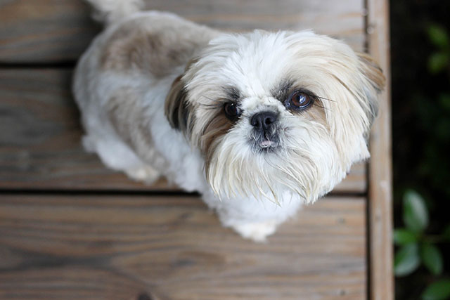 Shih tzu