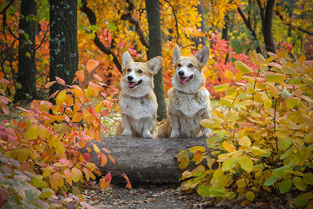 Welsh corgi pembroke – en stor hund i en liten kropp