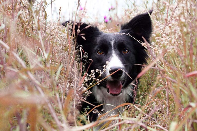 Border collie – den intelligenta vallhunden