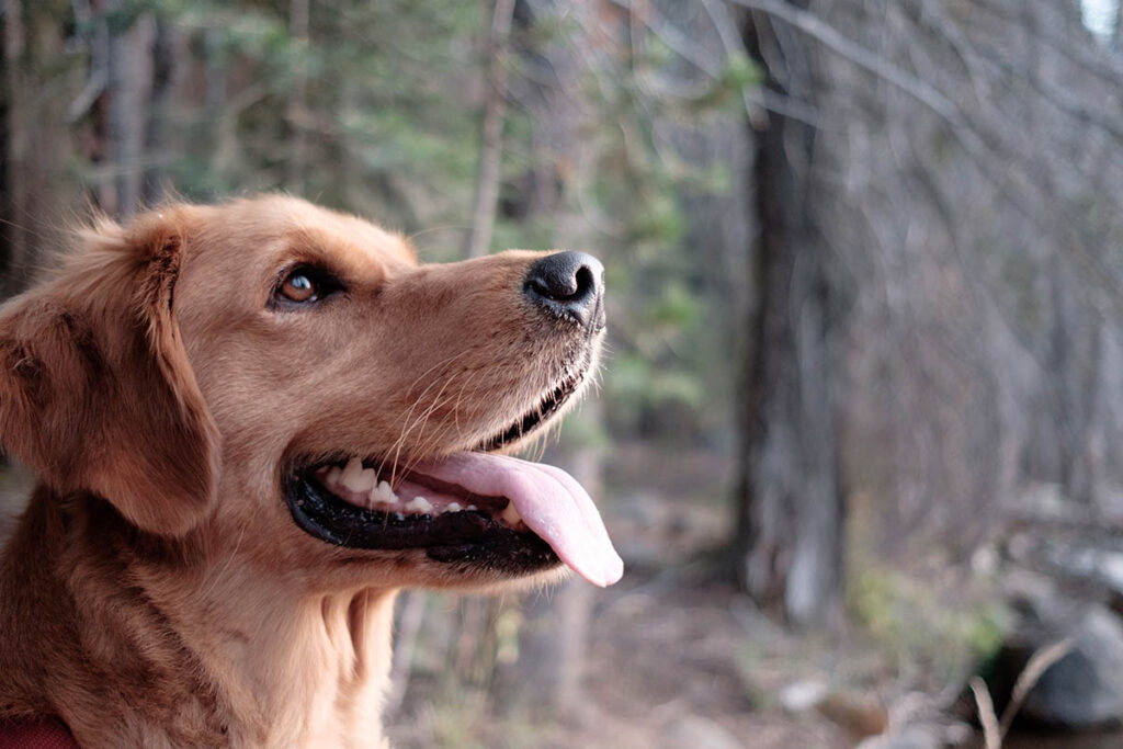 Borsta tänderna på hunden