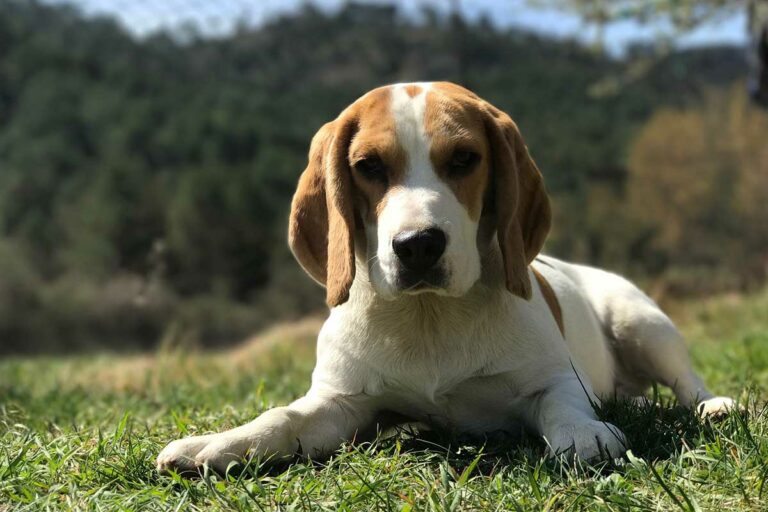 Beagle – den aktiva sällskapshunden