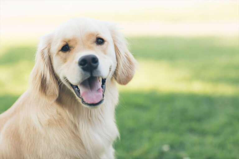 60 populära hundnamn – så namnger du hunden