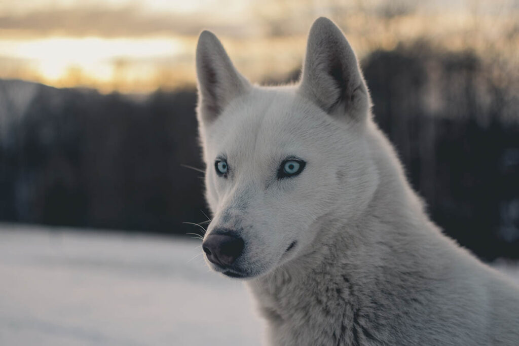 Siberian husky