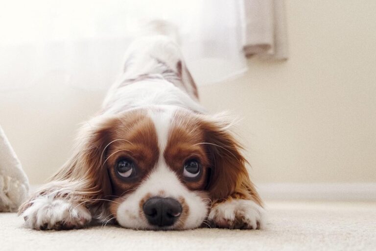 10 saker din hund önskar att du visste