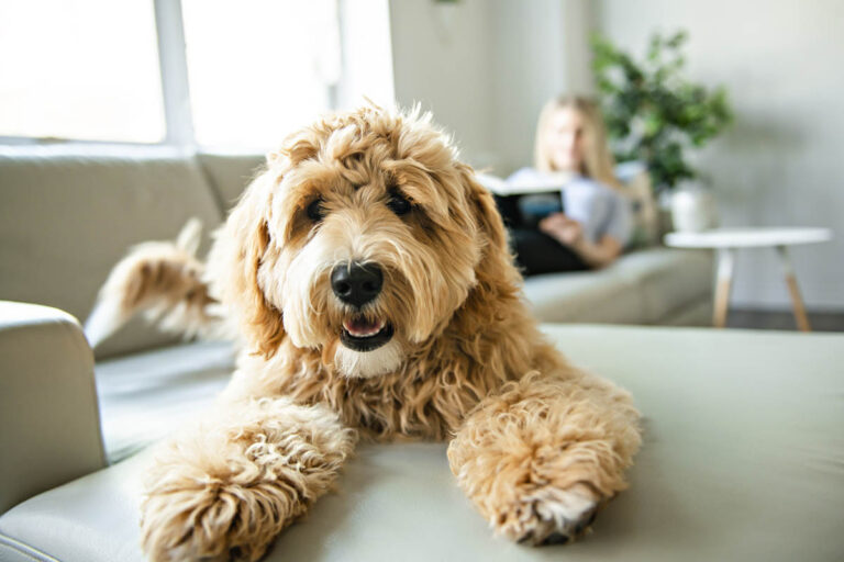 Labradoodle – den folkkära blandrashunden