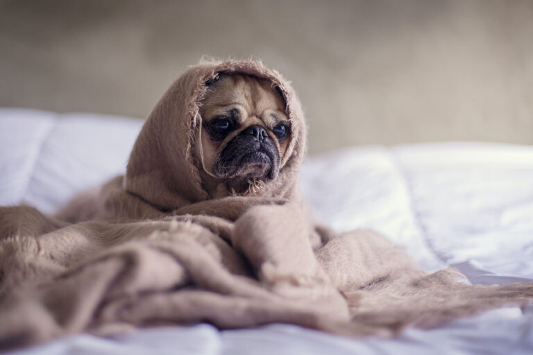 10 vanliga tecken på att din hund är stressad