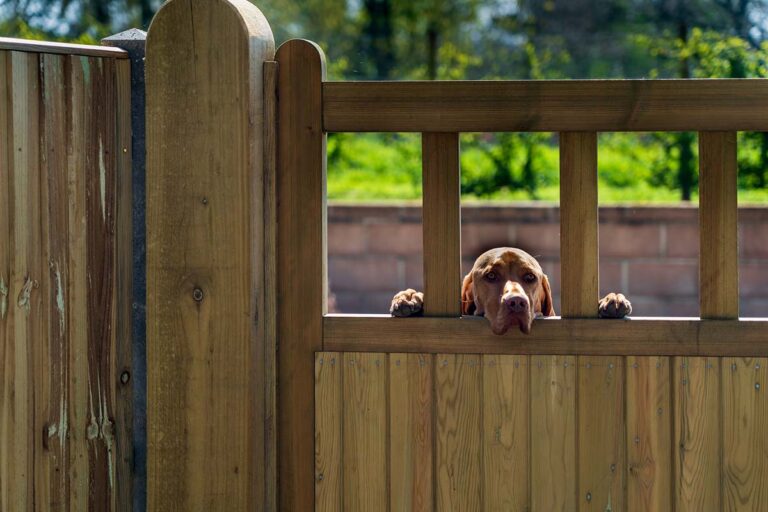 Hur högt ska ett staket till hund vara?