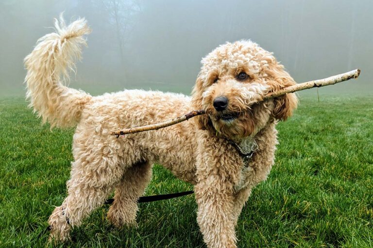 Goldendoodle – pudelhybriden som tagit världen med storm