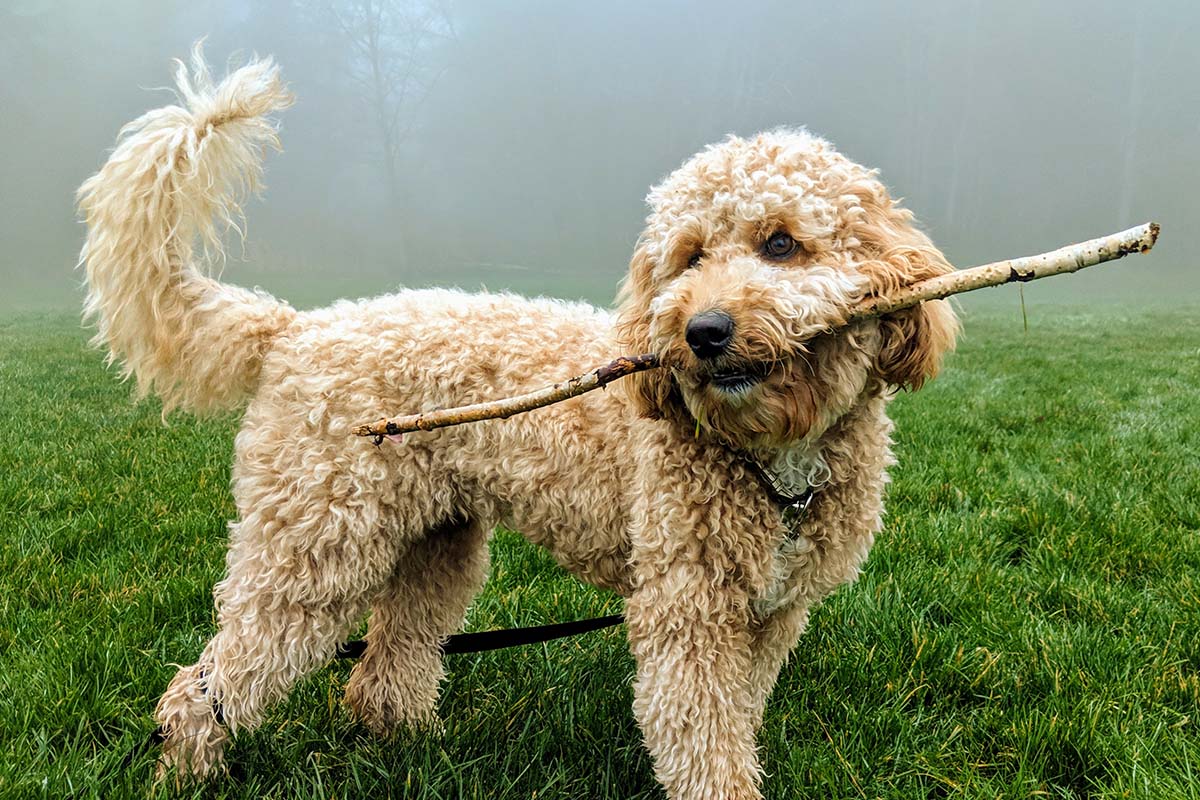 Goldendoodle