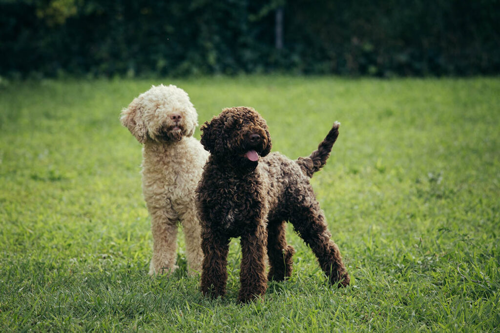 Lagotto romagnolo