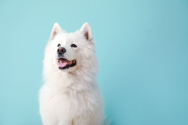 Samojed – polarhunden från Sibirien