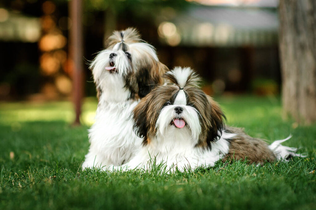 Shih tzu