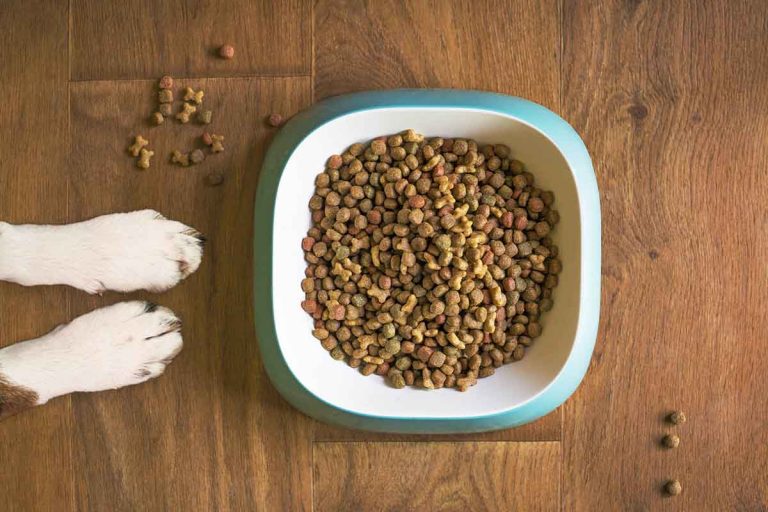Hur mycket ska hunden äta och hur ofta?