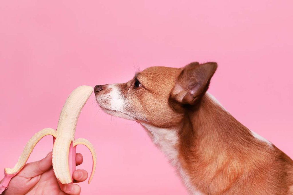 Kan hundar äta banan