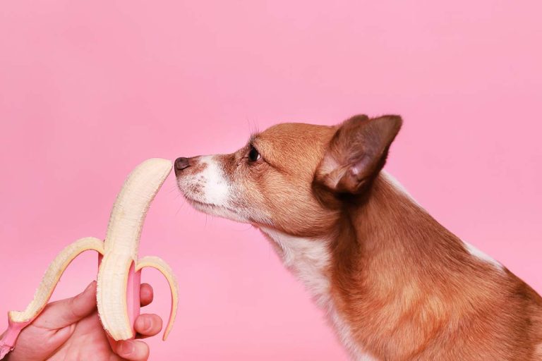 Kan hundar äta banan?