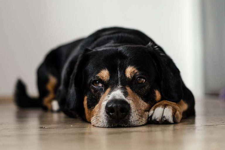 5 symptom på att din hund kan vara dement