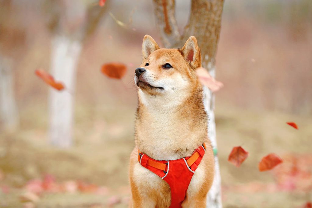Välja hund