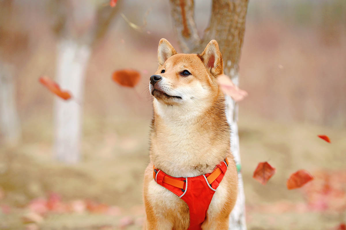 Välja hund