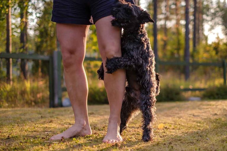 Varför juckar hunden och hur får man den att sluta?