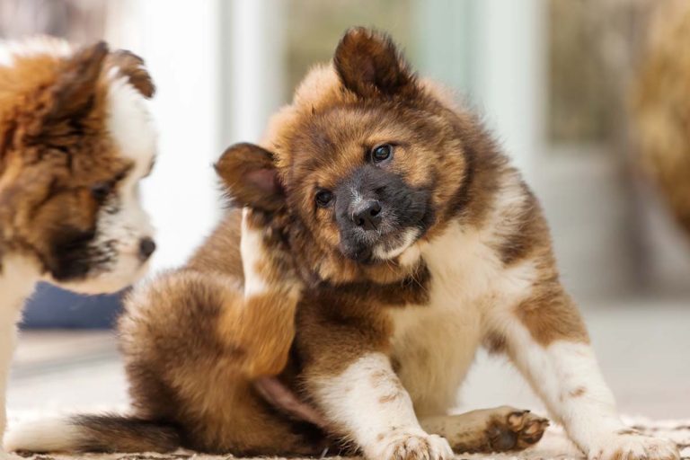 Så upptäcker du vanliga hudbesvär hos hund