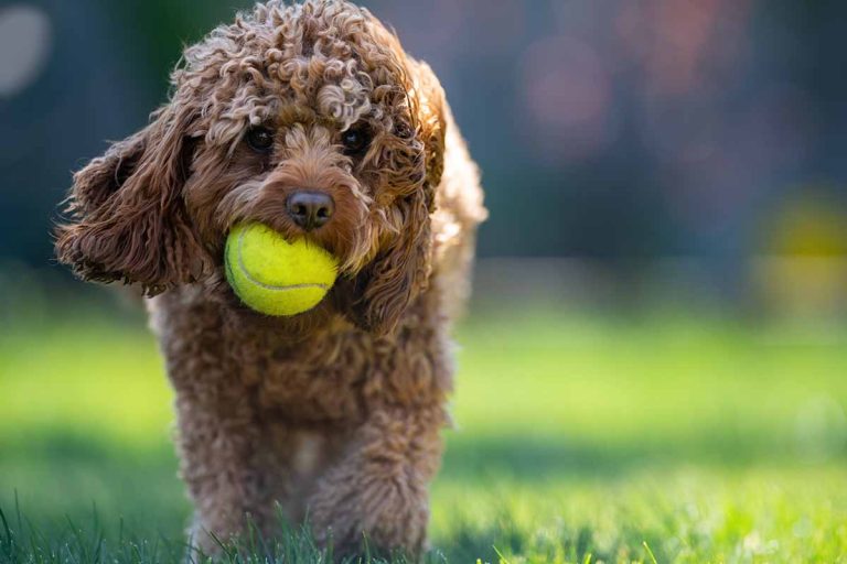 Cavapoo – glad som en cavalier och intelligent som en pudel