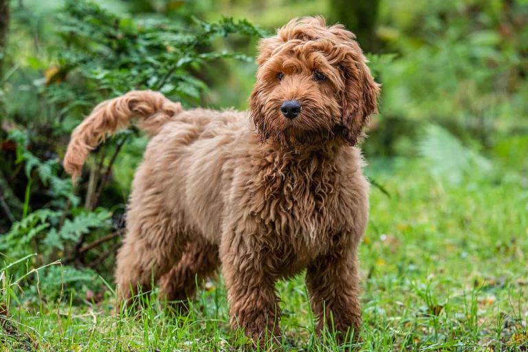 Cockerpoo – pudelkorsningen med ett lekfullt lugn