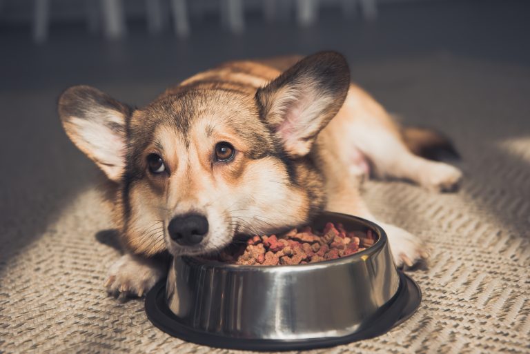 Vad ska man göra när hunden inte äter?