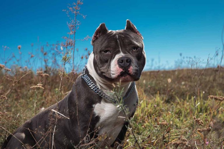 American bully – sällskapshunden med stor pondus