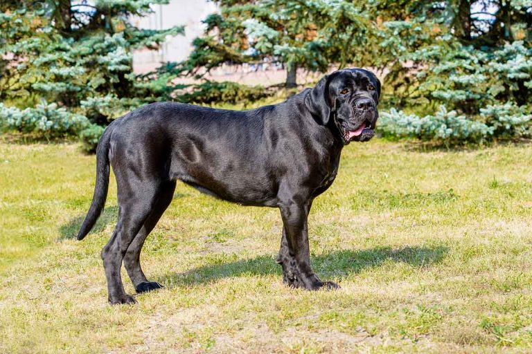 Cane corso – en snäll jätte som vaktar ditt hem