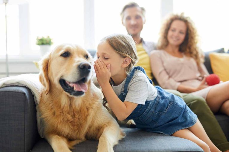 10 bästa hundraserna för familjehundar