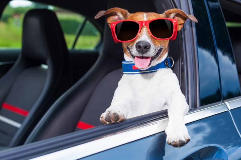 Bästa krocktestade bilbälte till hund 2023