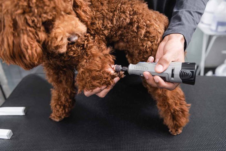 Bästa kloslip till hund 2023: elektriska filar till hundens klor