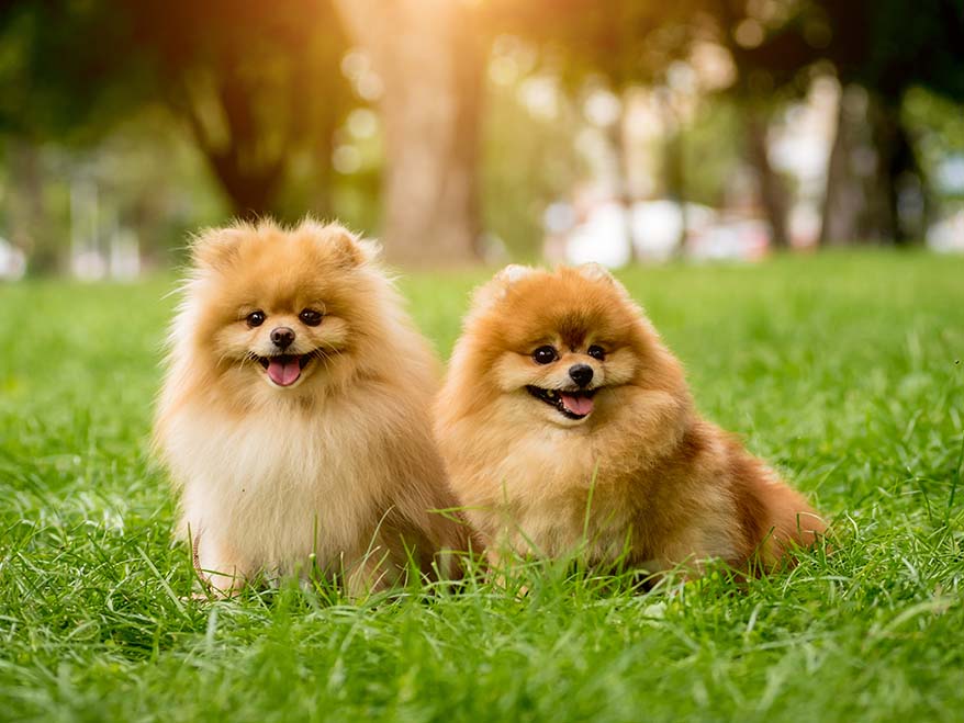 hund för pensionär