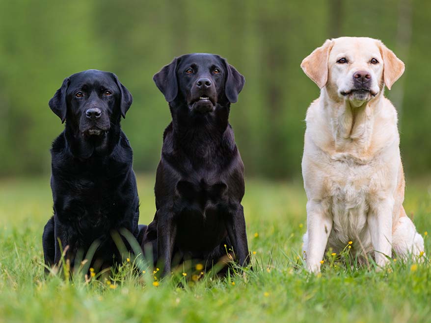 hund för pensionär