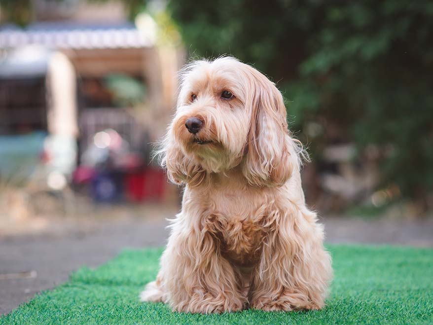 hund för pensionär