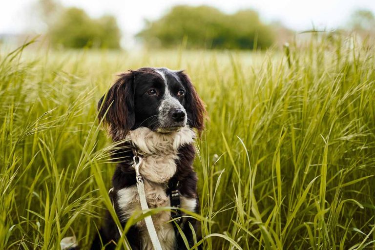 Köpguide: 10 saker att tänka på innan du skaffar hund