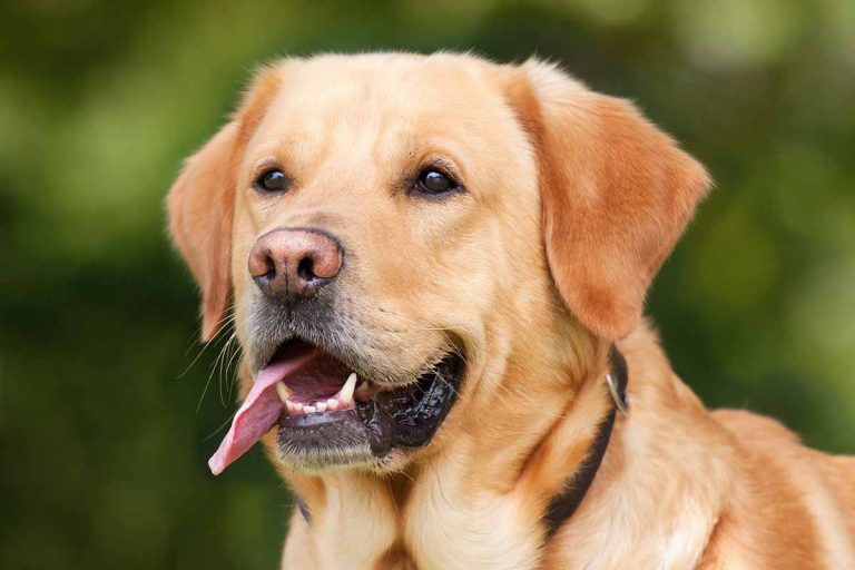 Så väljer du rätt hundras: hundrasguide för blivande hundägare